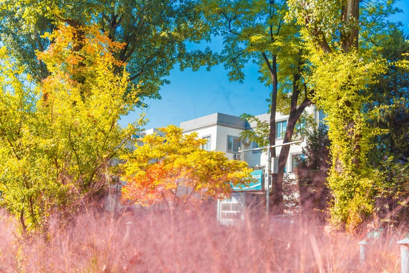 中国农业大学毕业证(中国农业大学毕业证补办)