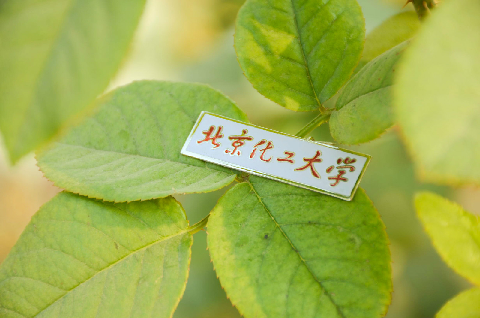北京化工大学毕业证样本